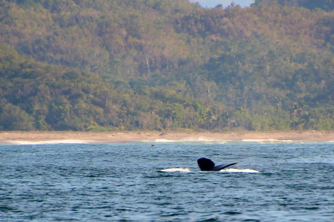 Whale Tail